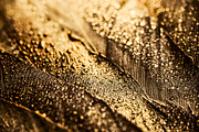 Golden glitter texture backgrounds, a Texture Graphic by Anntuan (Thumbnail 14 of 14)