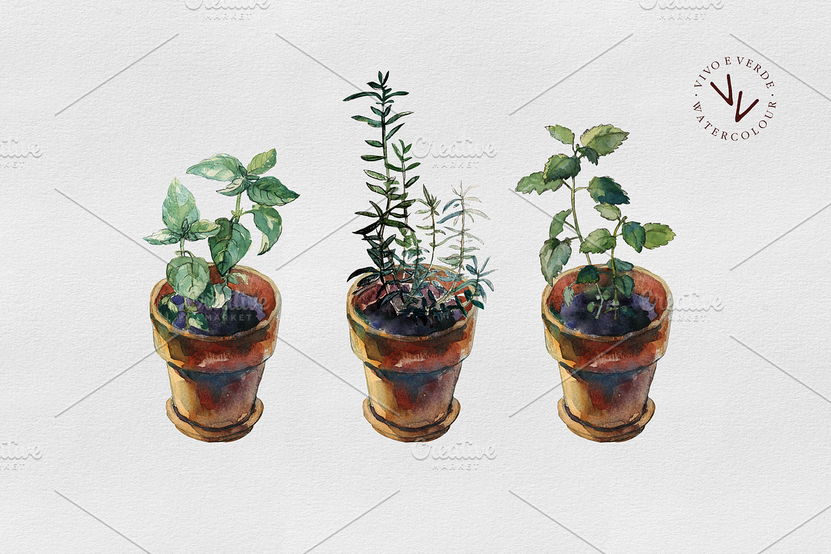 3 herbs in flowerpots watercolour, an Illustration by vivo e verde (Photo 3 of 11)