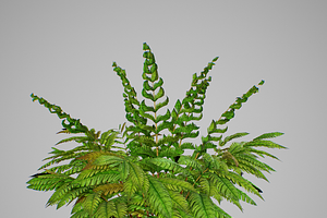 Alsophila Fern Young