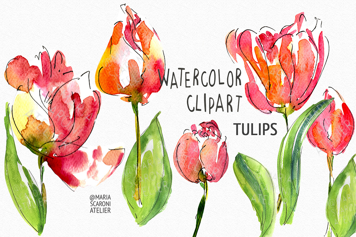 Tulip Watercolor Clipart, an Illustration by MariaScaroniAtelier (Photo 1 of 4)