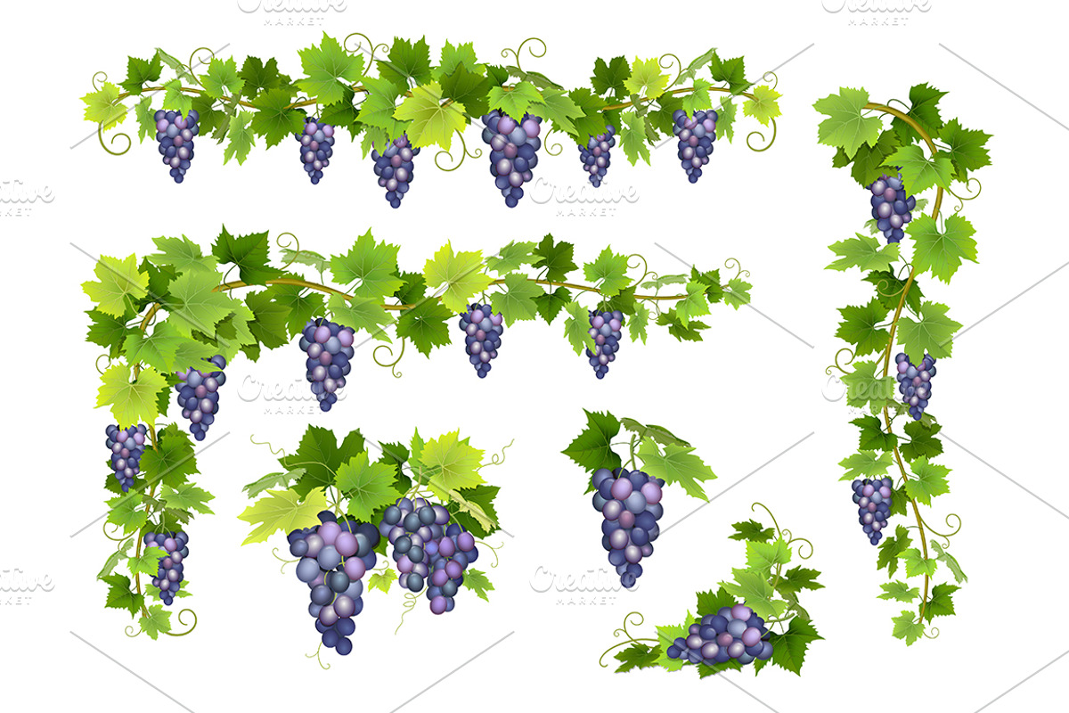 Vector set bunches of grapes, a Food Illustration by belander (Photo 4 of 4)