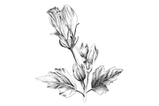 Floral Collection, an Object Graphic by VictoriaKStudio (Thumbnail 3 of 7)