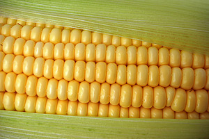 Tasty ripe corn, a Photo by saiko3p