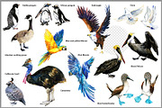 Watercolor Birds collection PNG, an Animal Illustration by FineArt (Thumbnail 2 of 7)