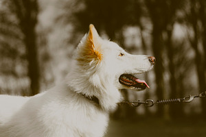 White German Shepherd Dog