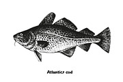 Fish collection, part 2, a Food Illustration by ZotovShop (Thumbnail 4 of 11)