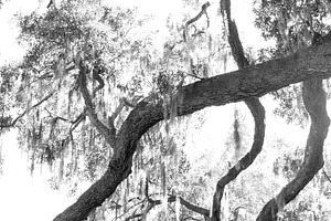B & W Oak Trees