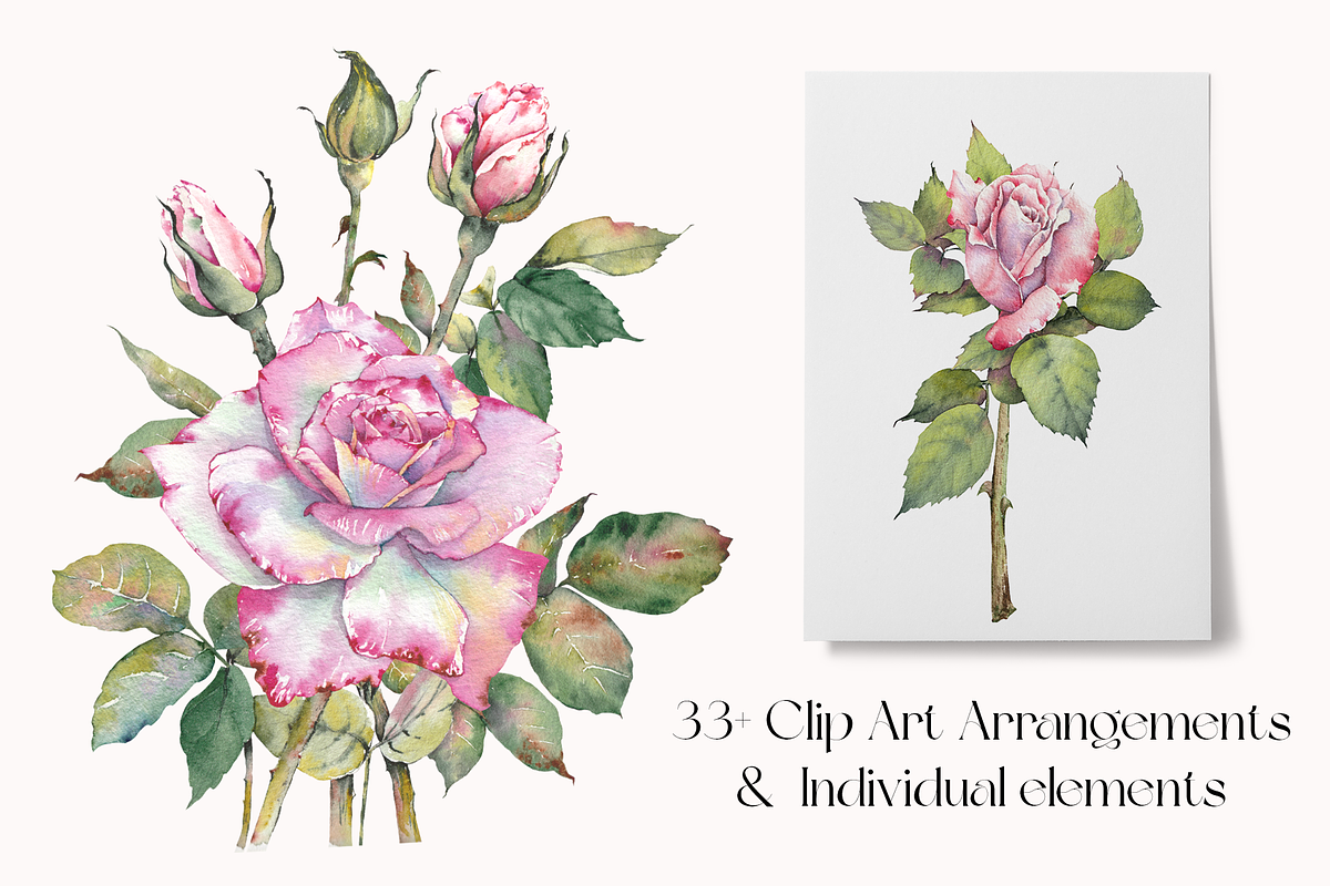 Watercolor Garden Rose Clipart, a Decorative Illustration by Jeanna Draw (Photo 2 of 11)
