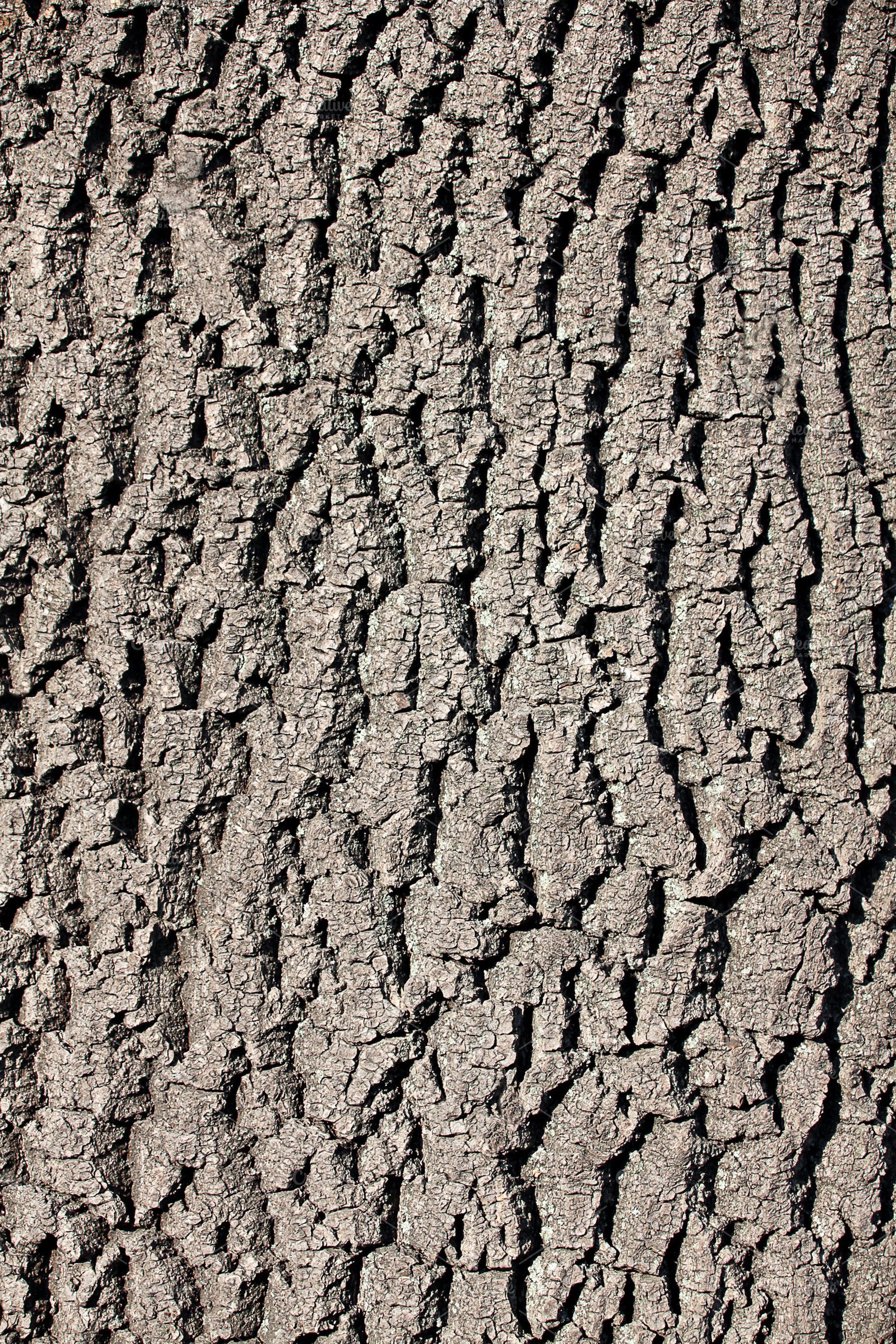 bark of the tree, a Photo by saiko3p