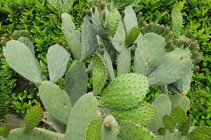 indian fig cactus plant scient. name Opuntia ficus indica, a Photo by WorldOfPhotos