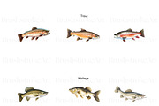 Freshwater Fishing Clipart, Bass PNG, an Animal Illustration by BrushstrokeArtGB (Thumbnail 3 of 9)