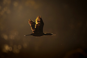Little Black Cormorant, an Animal Photo by Rob D Animal Photography