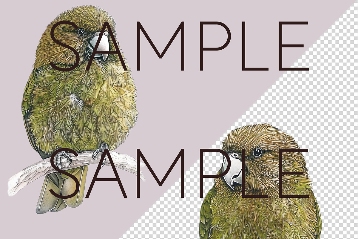 New Zealand Native Bird Clipart, an Animal Illustration by Pawcasso's Portraits (Photo 2 of 9)