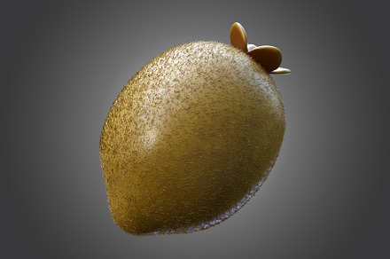3D Stylized Kiwi Fruit