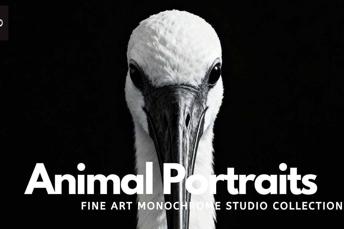 40 Animal Portraits – B&W Collection, an Animal Photo by Virgo Studio (Photo 1 of 6)