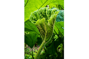 A close-up view of a Gunnera plant's, a Nature Photo by Backyard Stock