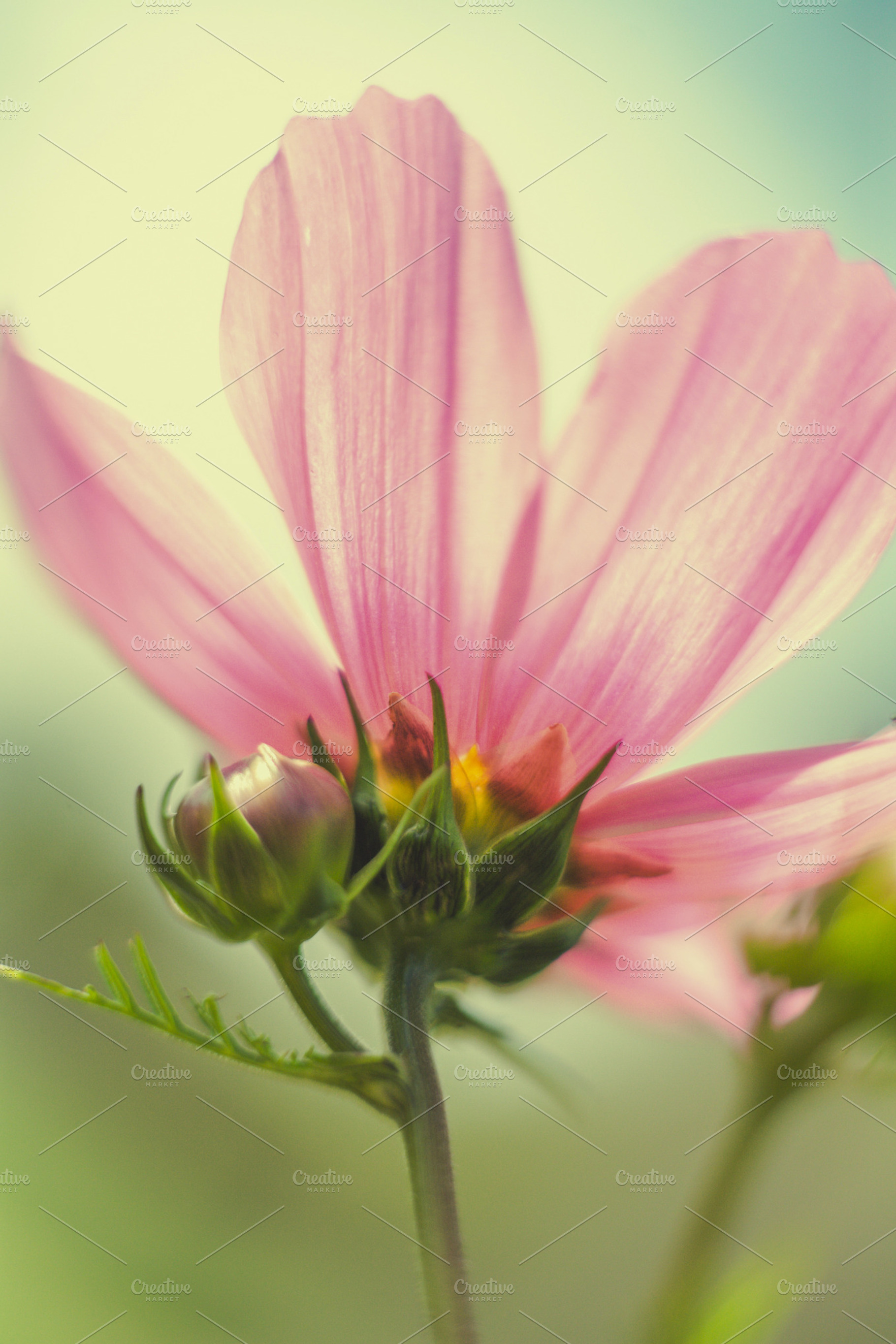 iseeyouflower cosmos