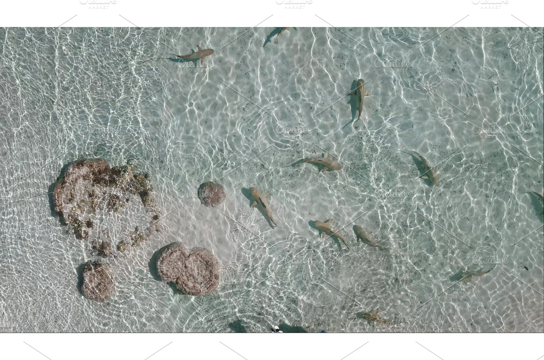 Blacktip reef sharks swimming in, a Nature Photo by Goinyk