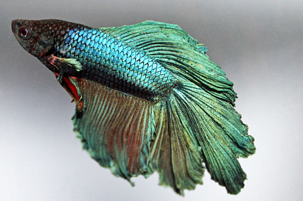 Shimmering Betta