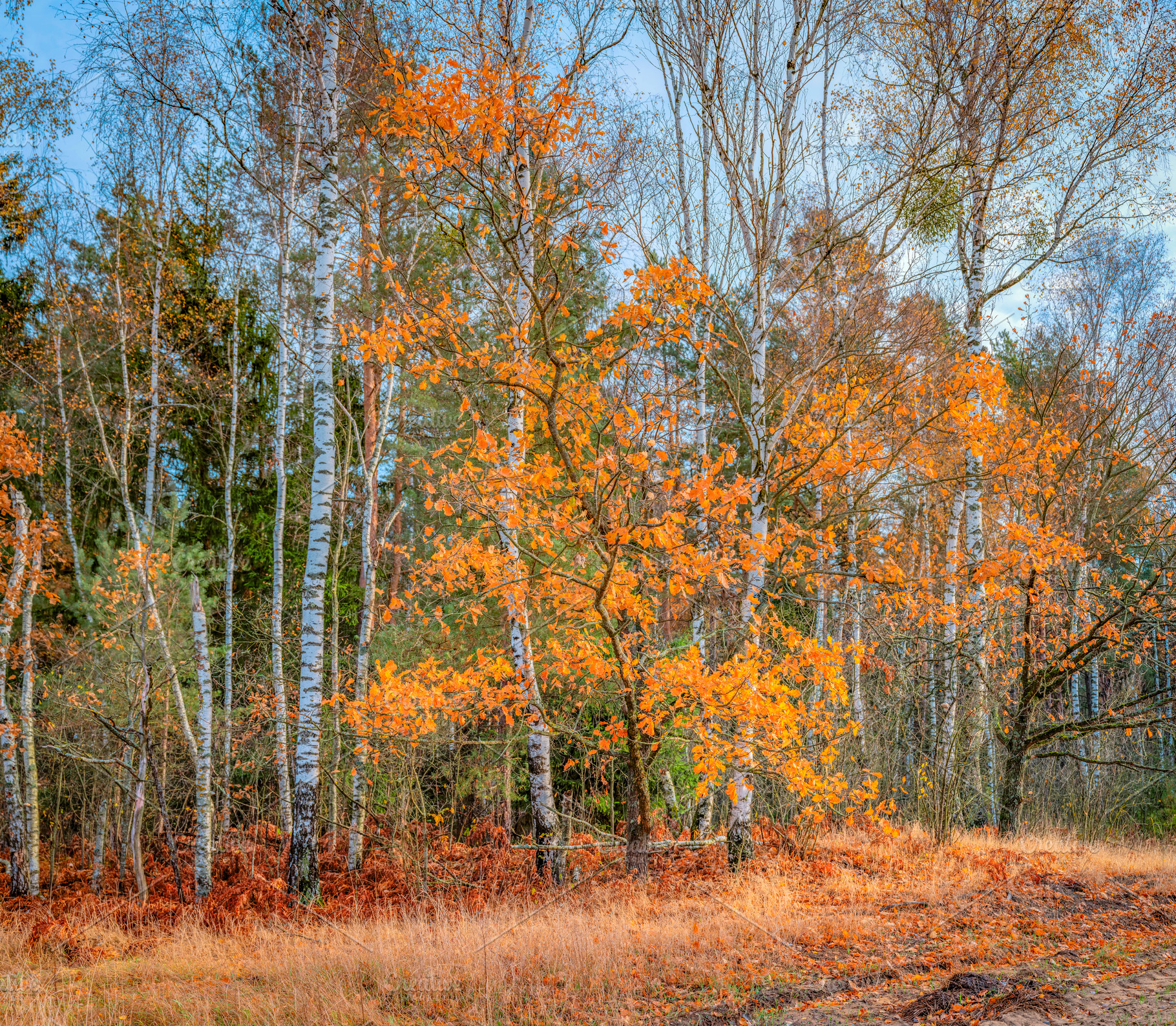 autumn forest among fields, a Photo by Pictures for you!!!!!!!!!