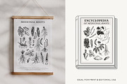 Medicinal Roots Illustrations Set, a Healthcare Illustration by Yevheniia (Thumbnail 9 of 12)