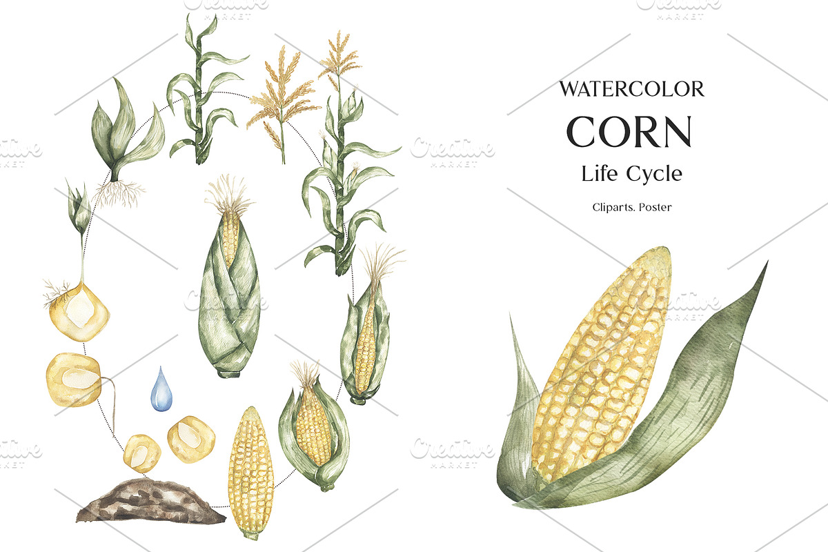 Watercolor Plant Life Cycle, an Education Illustration by MayaNavits (Photo 6 of 17)