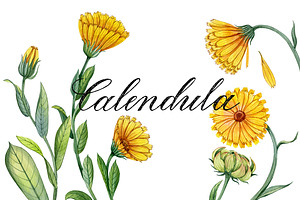 Calendula flowers