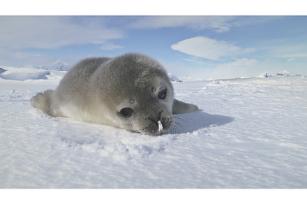 Close-up baby Weddell seal, an Animal Photo by Mozgova