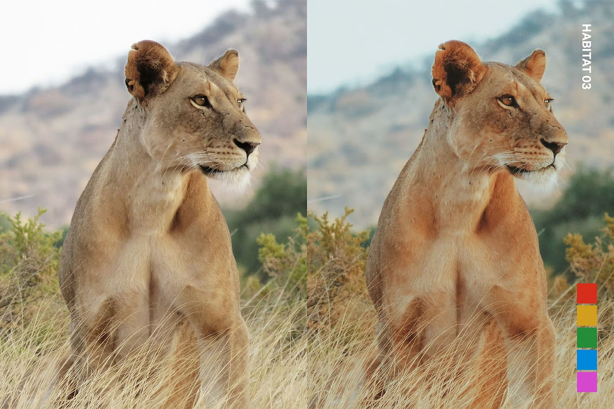 25 Safari Lightroom Presets and LUTs, a Preset Add-On by Hubzway (Photo 6 of 14)