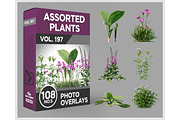 108 Assorted Plants Photo Overlays, a Nature Photo by KenScape (Thumbnail 1 of 4)
