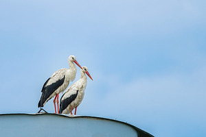 Storks Sitting on a Nest with Clouds, an Animal Photo by AlexBush