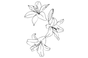 Lilies and Lotus Florals, an Object Graphic by VictoriaKStudio (Thumbnail 10 of 10)