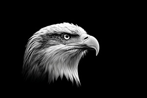 Black and white eagle head, an Animal Photo by MistyDay