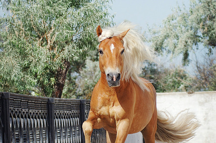 Palomino horse running