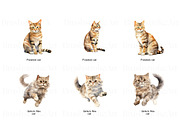 Purebred Cats Clipart, Cat Breeds, an Animal Illustration by BrushstrokeArtGB (Thumbnail 6 of 9)