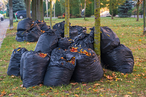Black plastic garbage bags filled with dry autumn leaves in city park. Pile of