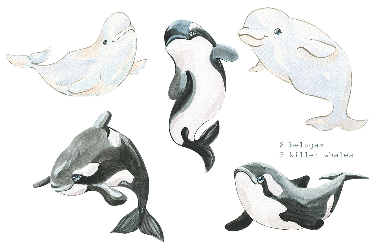 Animals of the Arctic Ocean, an Illustration by Love Watercolor Store (Photo 3 of 8)
