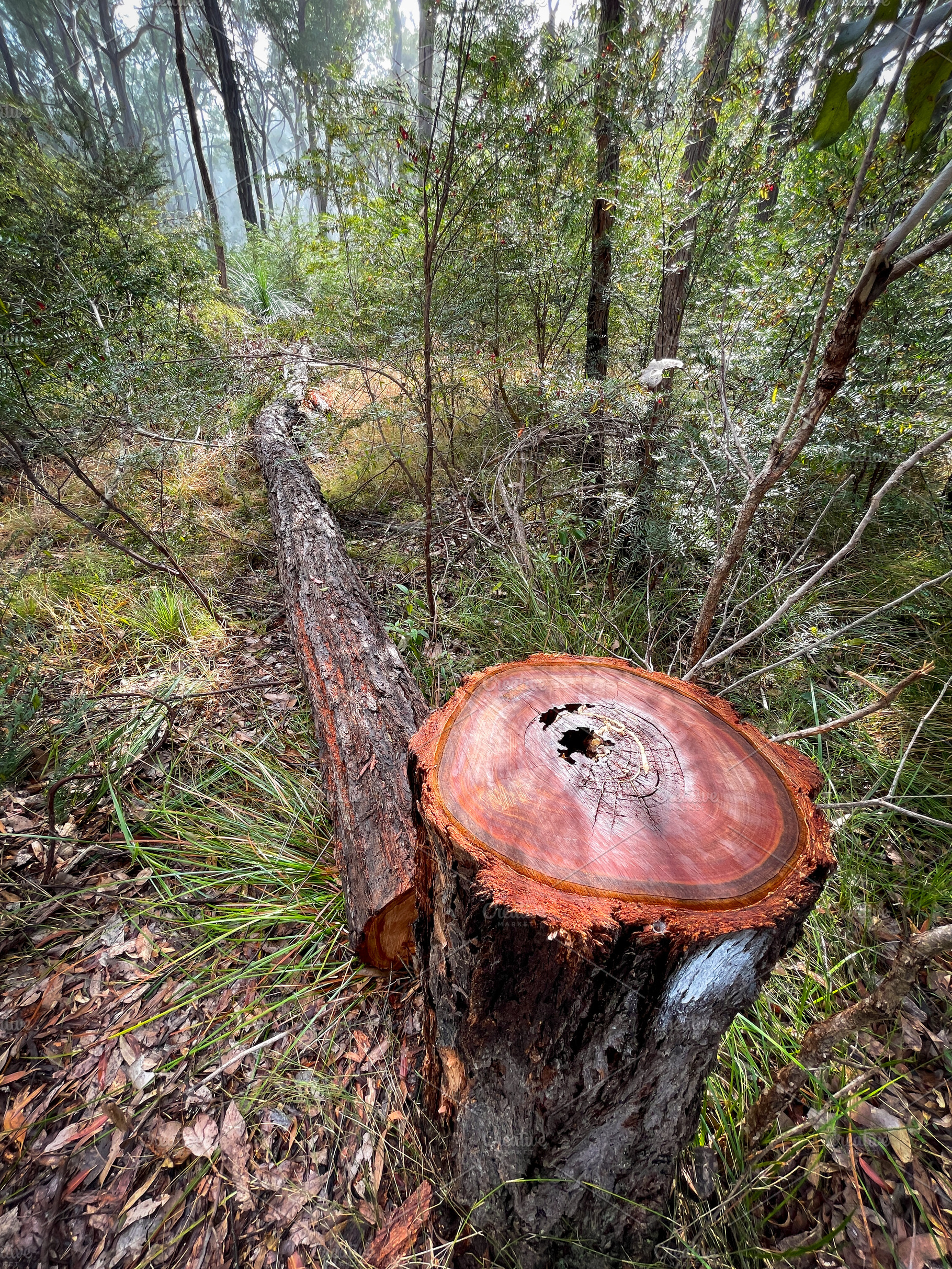 Tree Growth Rings, a Nature Photo by THP Creative