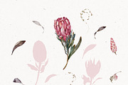Watercolor Protea Floral Elements, a Decorative Illustration by Damian Roh (Thumbnail 8 of 12)