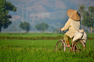 Farmers Crossing the Rice Fields, a Nature Photo by bastera