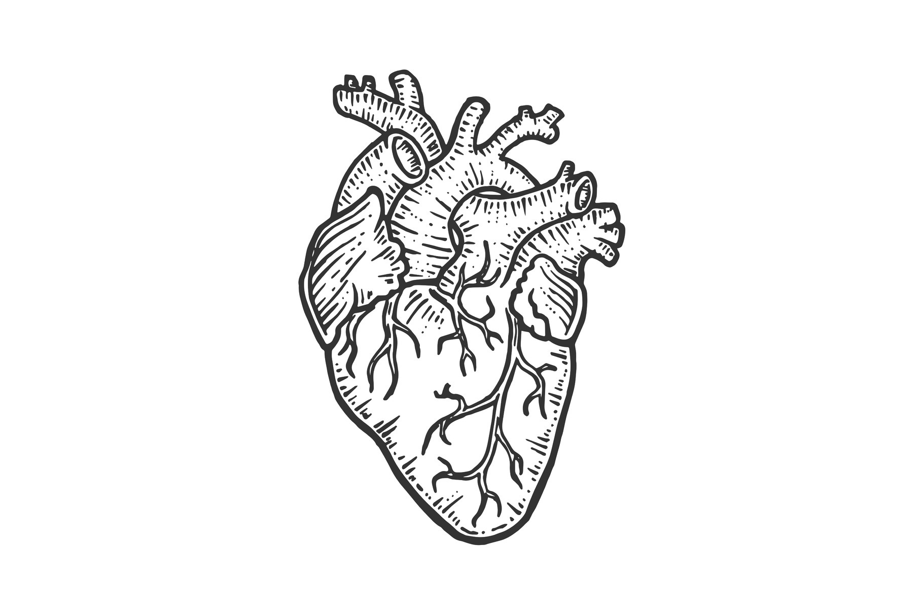 Human heart sketch engraving vector | Object Illustrations ~ Creative ...