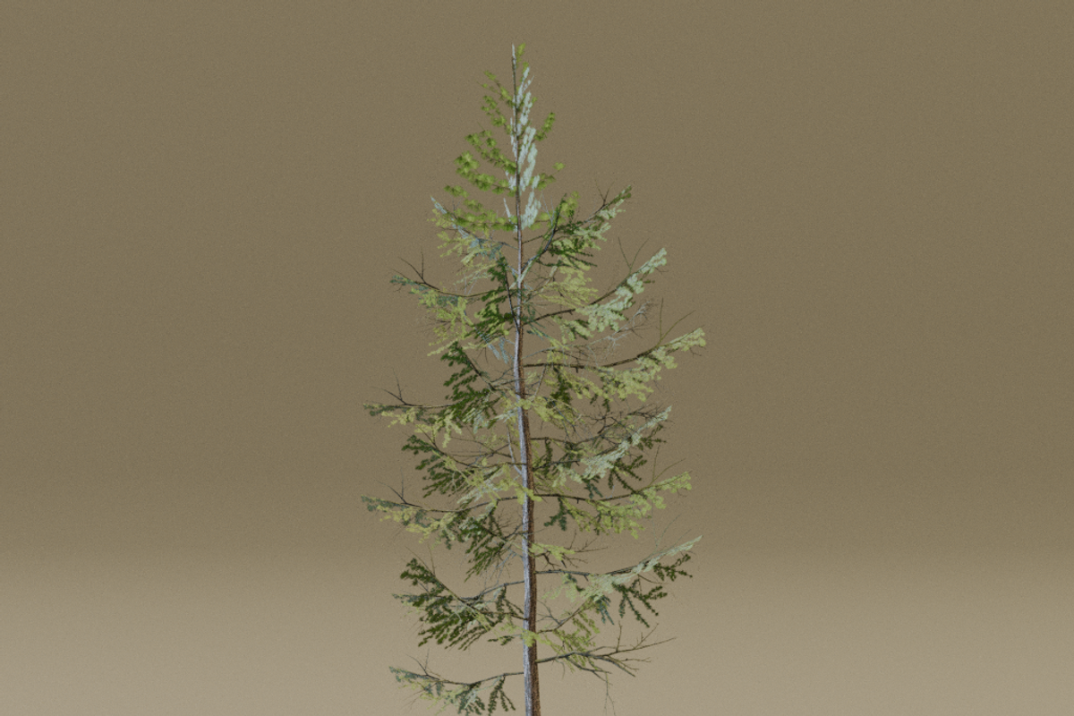 The European Larch Tree, a Plants & Tree 3D Model by FuturePastCreatives (Photo 5 of 9)