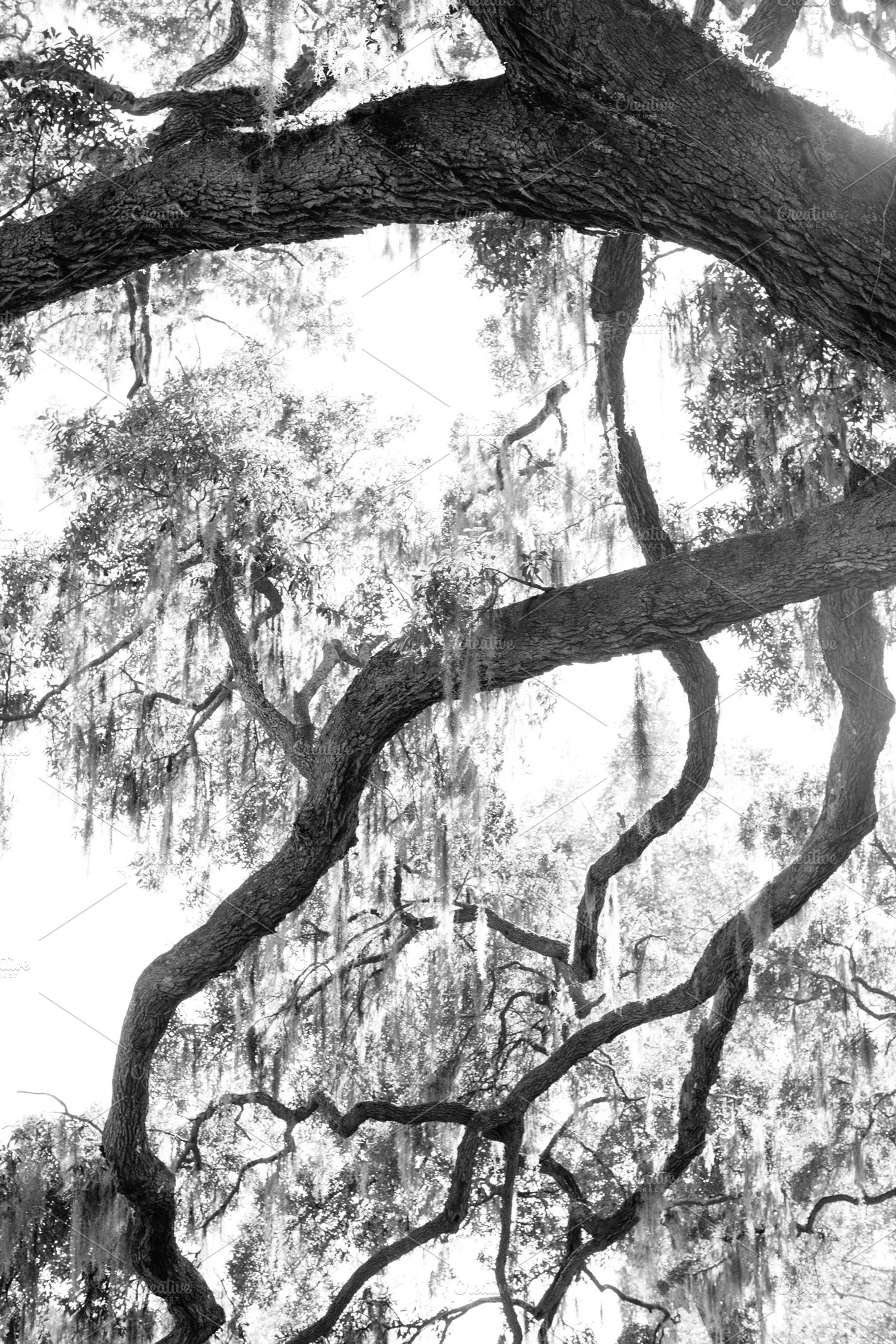 B & W Oak Trees, a Photo by Paige Winn Photo