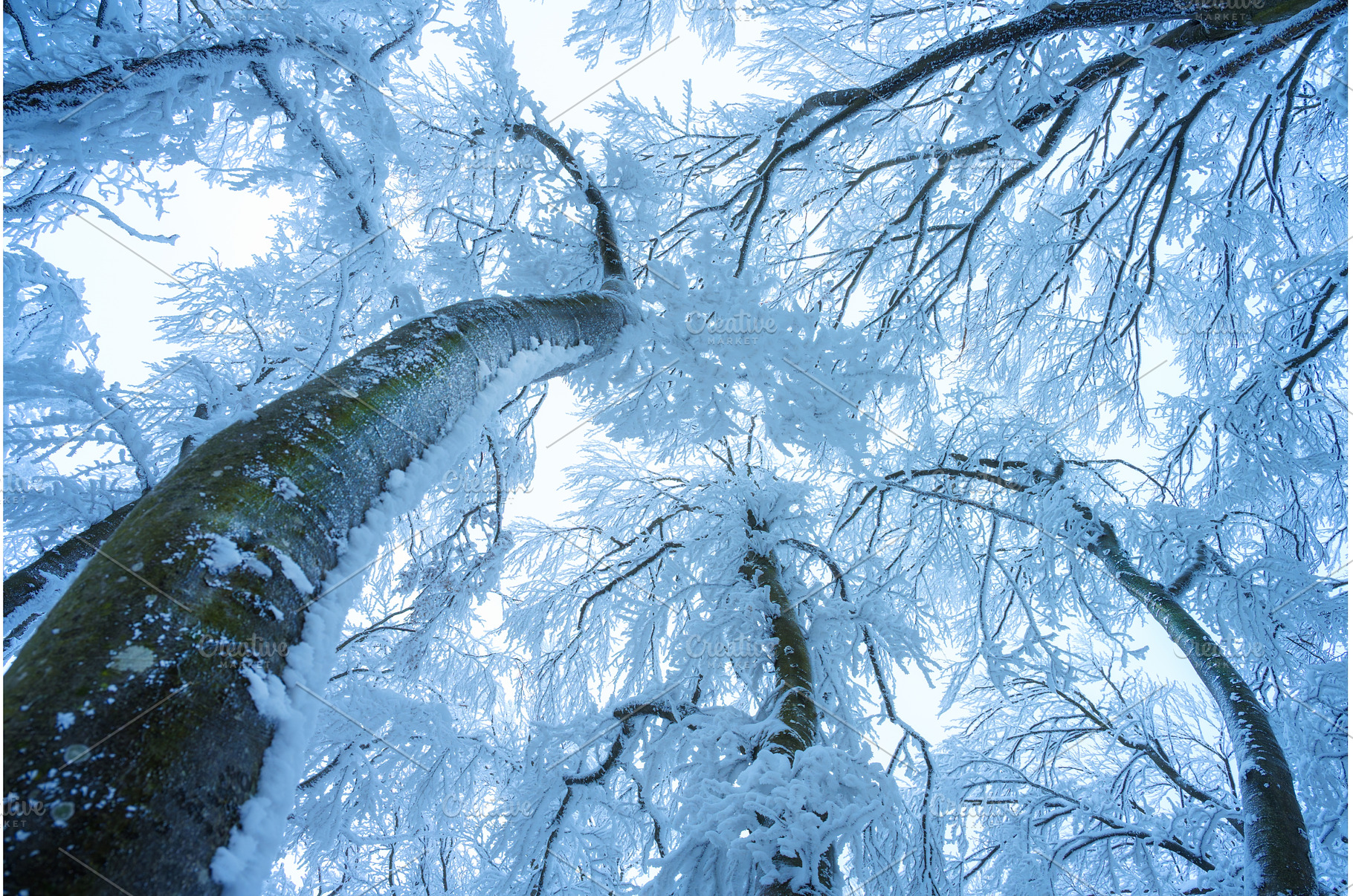 Mystical old tree in blue fog in, a Nature Photo by den-belitsky