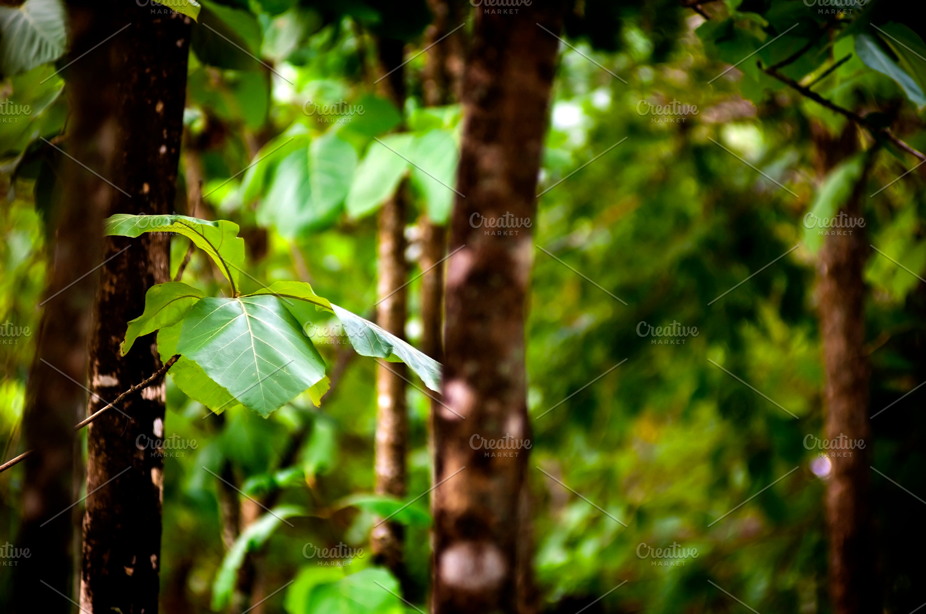 Forest Leaves, a Nature Photo by THP Creative