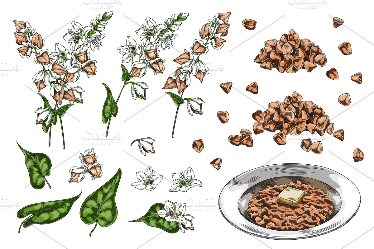 Buckwheat branch with flowers, an Object Illustration by Sabelskaya