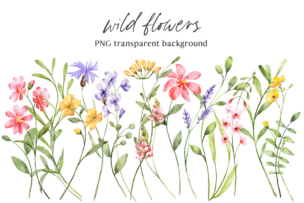 Wild flowers, watercolor clipart PNG, a Decorative Illustration by Larisa Maslova (Photo 1 of 8)