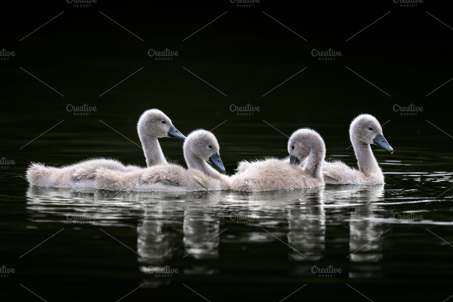 Four young cygnets (baby swans) are pictured floating on dark wa, an Animal Photo by Byrdyak
