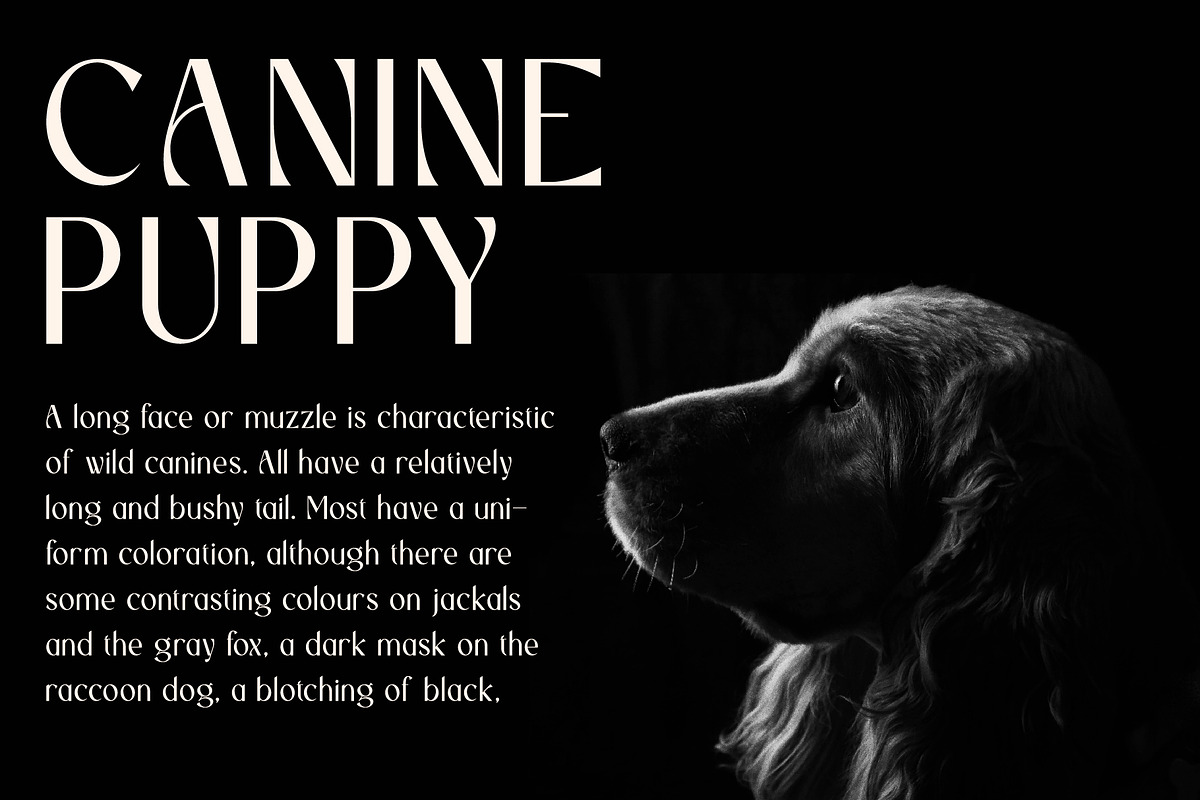 Wendys | Modern and chic Sans Serif, a Sans Serif Font by roomspace creative lab (Photo 7 of 14)