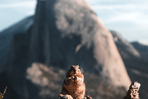 Yosemite squirrel stock photo containing squirrel and yosemite